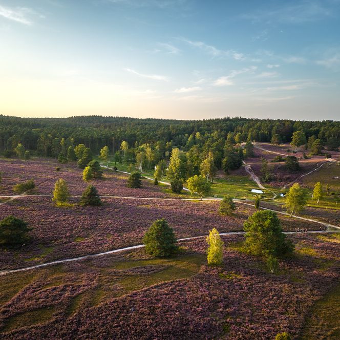Die blühende Lüneburger Heide 
