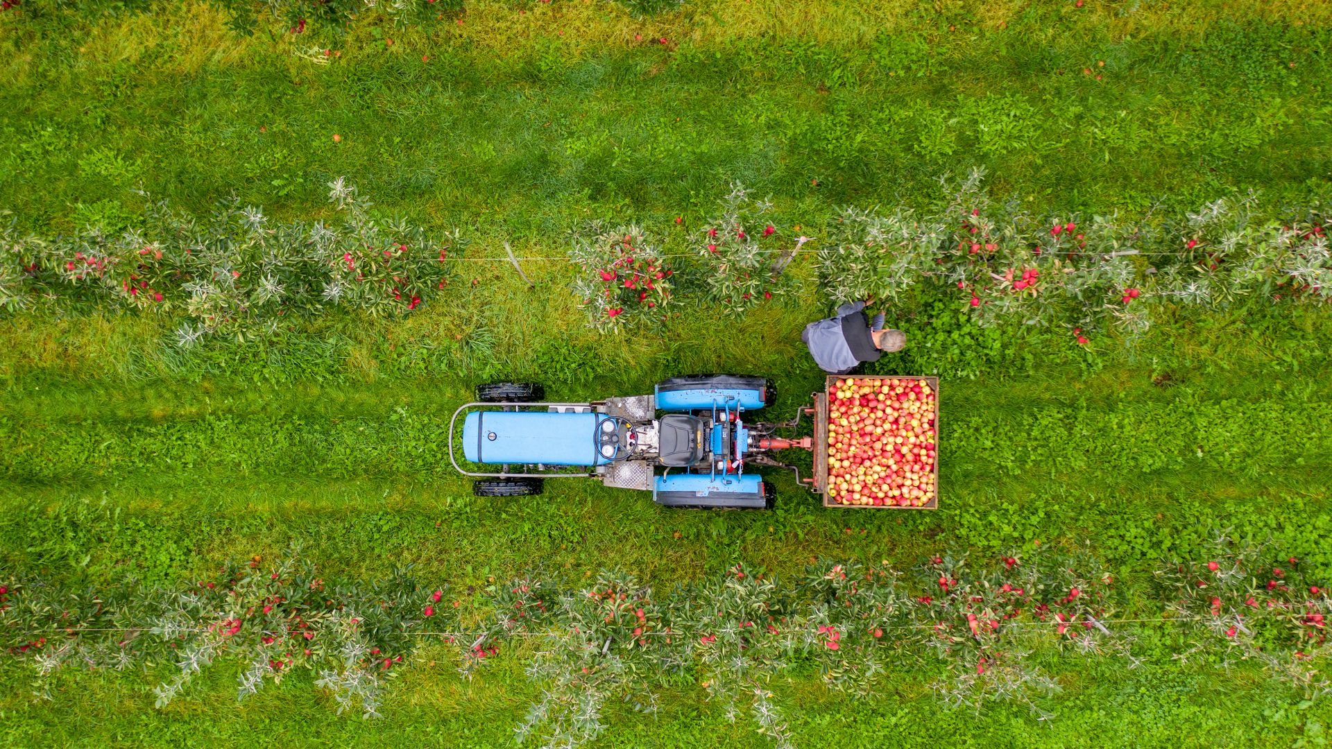 Drohnenbild von einem Apfelhof im Alten Land