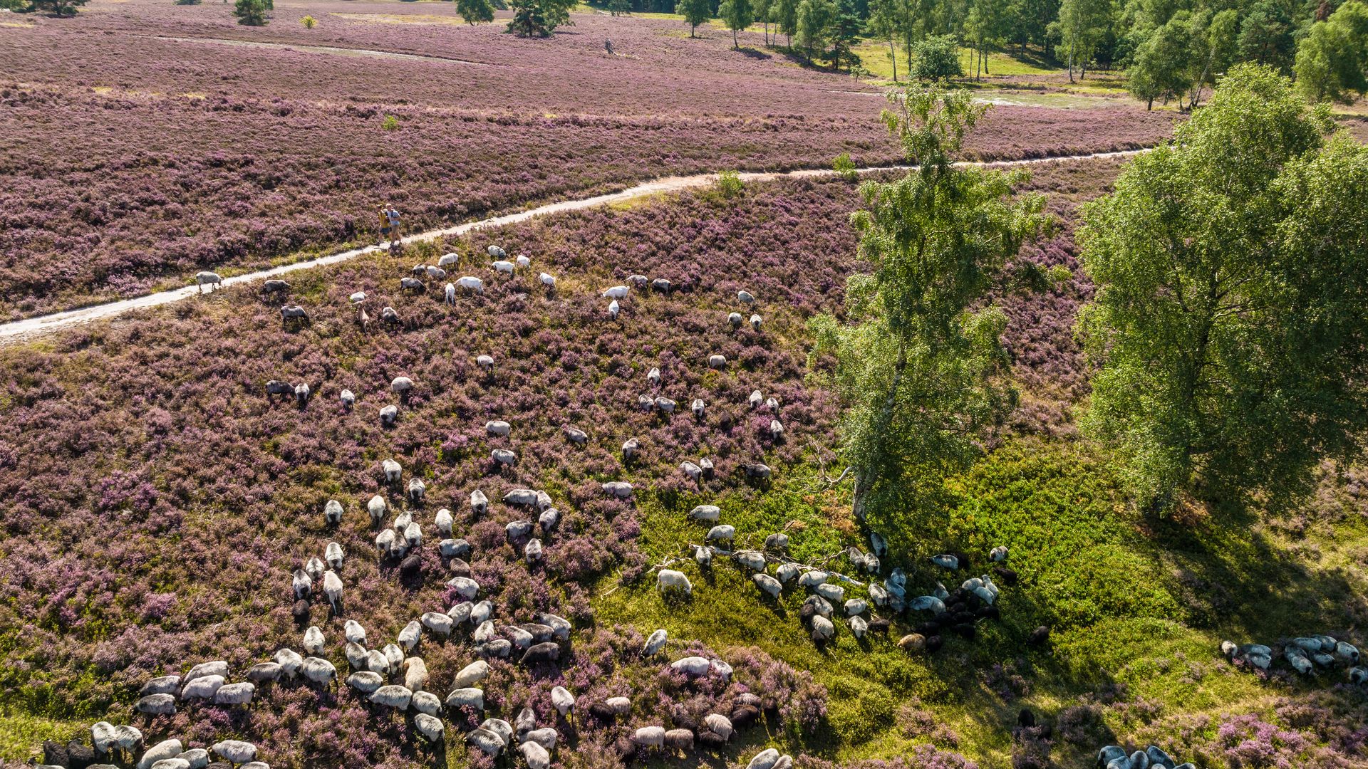 Heidschnucken in der Lüneburger Heide