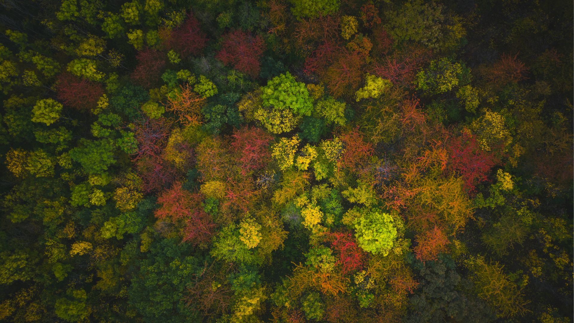 Drohnenbild von einem Wald im Harz