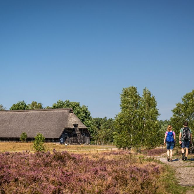 Weseler Heide Undeloh am Heidschnuckenweg Wandern 