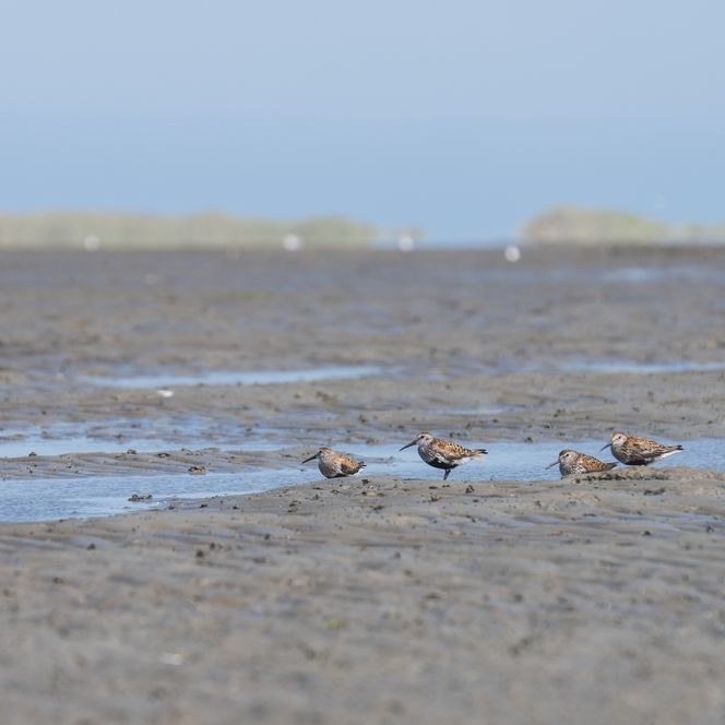 Birds in the mud-flat