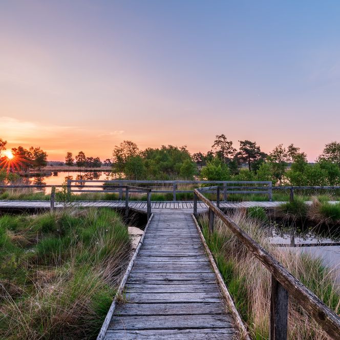 Wandern auf Bohlenwegen der Heideschleife Pietzmoor Schneverdingen