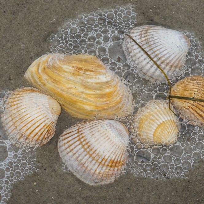 Herzmuscheln auf Wattboden