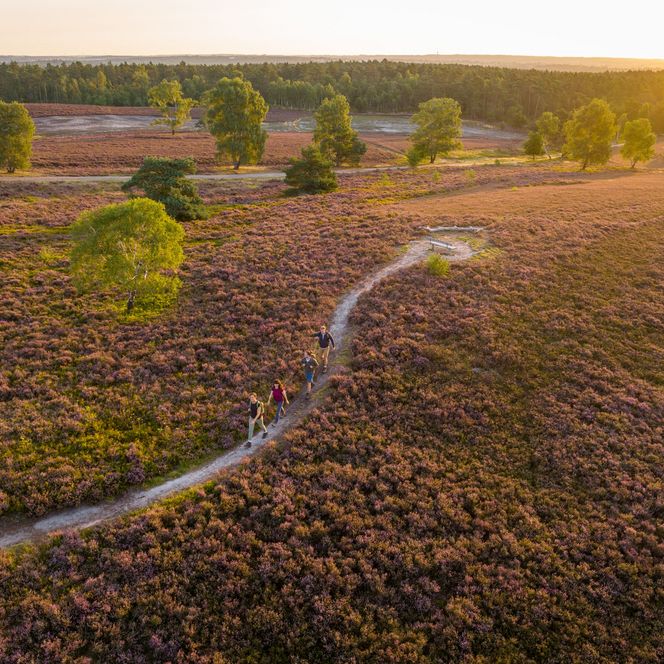Wanderweg auf den Brunsberg mit einer tollen Aussicht auf die Heide