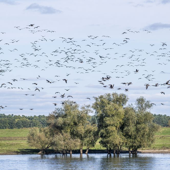 Vogelzug an der Elbe im Bleckeder Ortsteil Radegast im Biosphärenreservat Niedersächsische Elbtalaue.