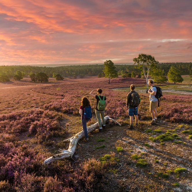 View over the Lüneburg Heath