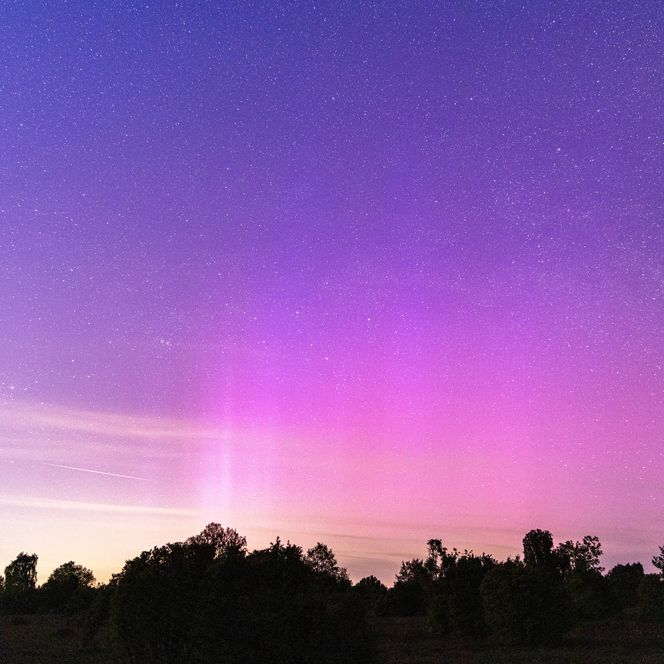 Ein klarer Nachthimmel über einem Wacholderwald, beleuchtet von magischen Polarlichtern.