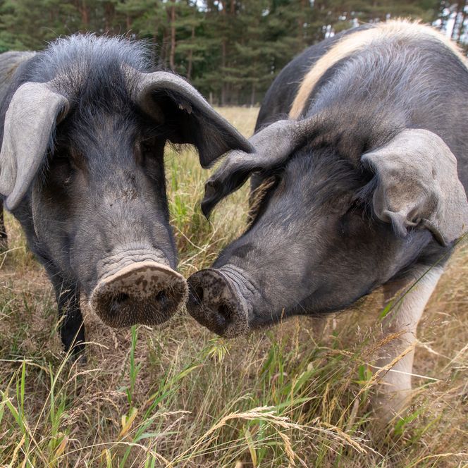 Zwei Schweine auf einer Wiese