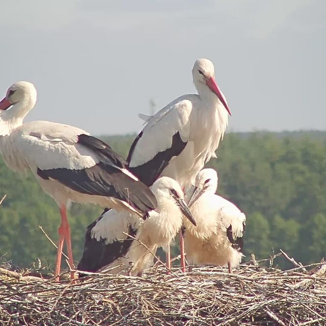 Storchenfamilie auf einem Schornstein in der Südheide Gifhorn