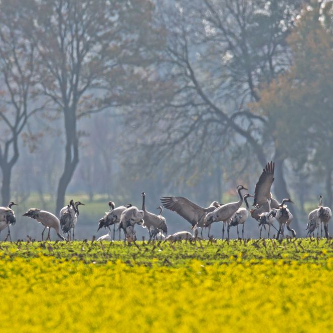 Kraniche im Herbst am NORDPFAD Haxloher Erde
