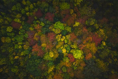 Drone image of a forest in the Harz Mountains