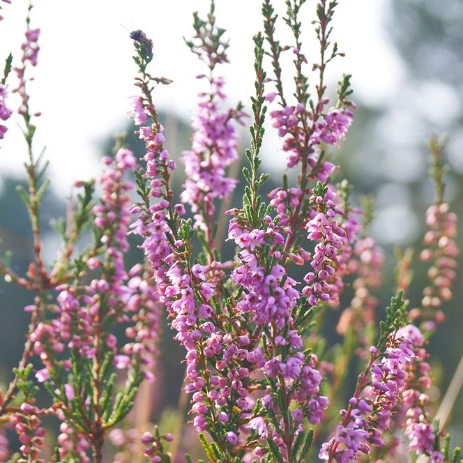 Heidepflanze in der Gifhorner Heide im Süden der Lüneburger Heide