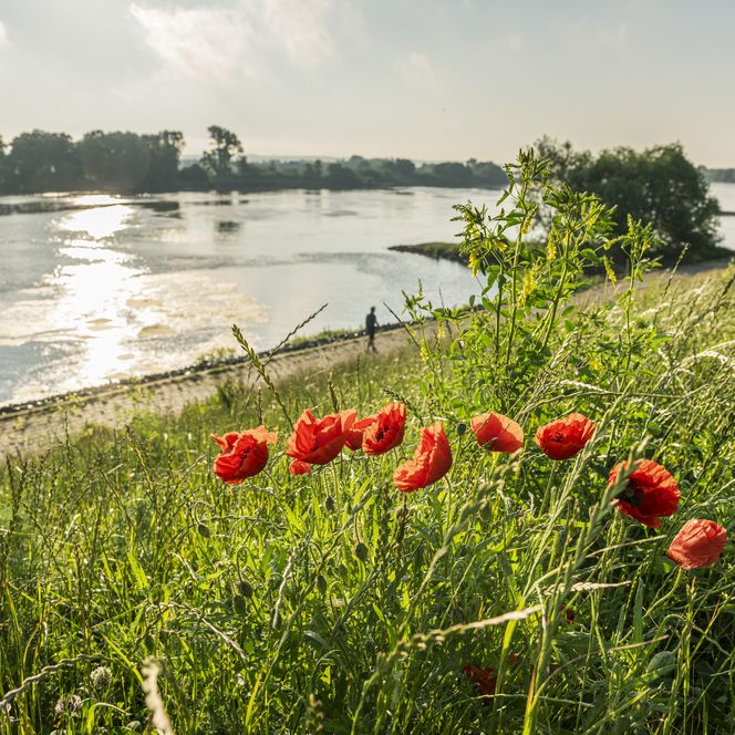 Deich an der Elbe in Stove