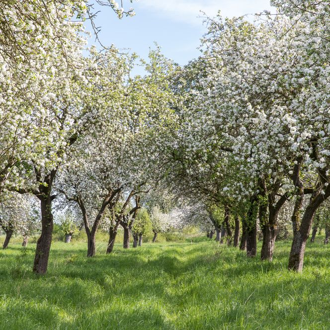 Streuobstwiese mit blühenden Apfelbäumen