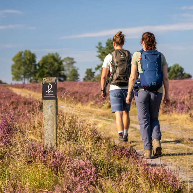 Wanderer in der Lüneburger Heide 