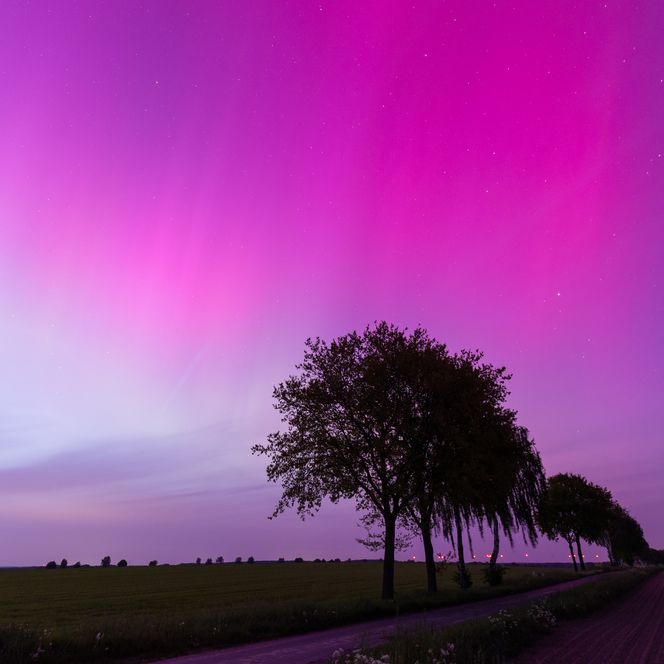 Über einem weiten Feld erstrecken sich Nordlichter in kräftigem Rosa und Lila. Eine Reihe von Bäumen im Vordergrund zieht den Blick durch die Landschaft.