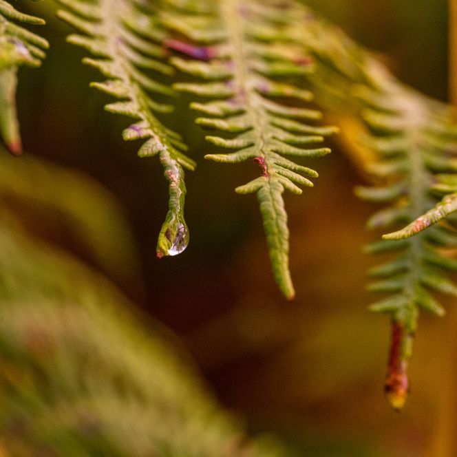 Nahaufnahme einer Pflanze