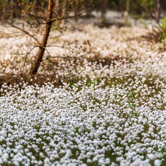 Wandern im Frühling während der Wollgrasblüte auf der Heideschleife Pietzmoor