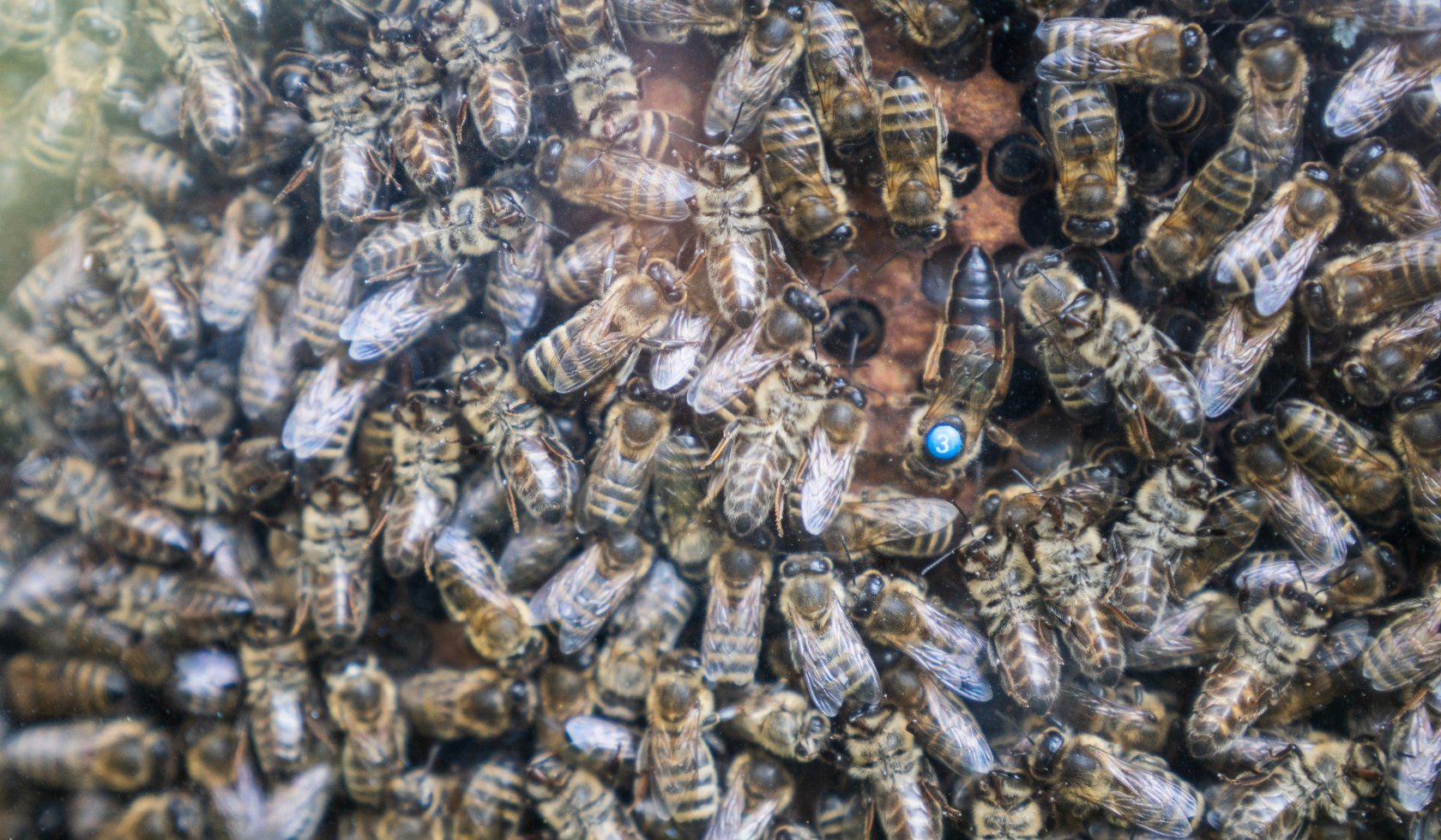 Queen of bees with bee colony, © TourismusMarketing Niedersachsen GmbH 