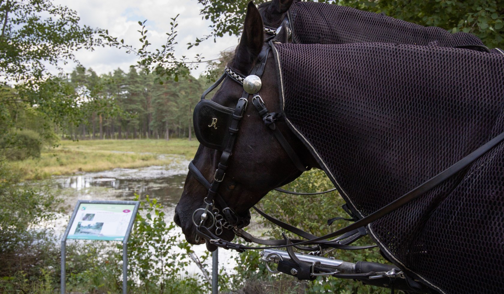 kutschfahrt_traumzeithof-wasserwelten_ccbysa_tl_20190808_43, © Lüneburger Heide GmbH