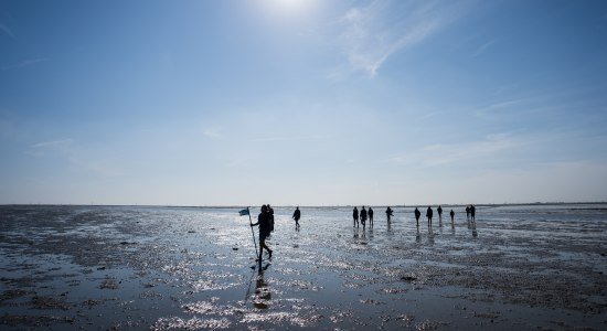 Guided tour of the mudflats near Harlesiel, © TourismusMarketing Niedersachsen GmbH
