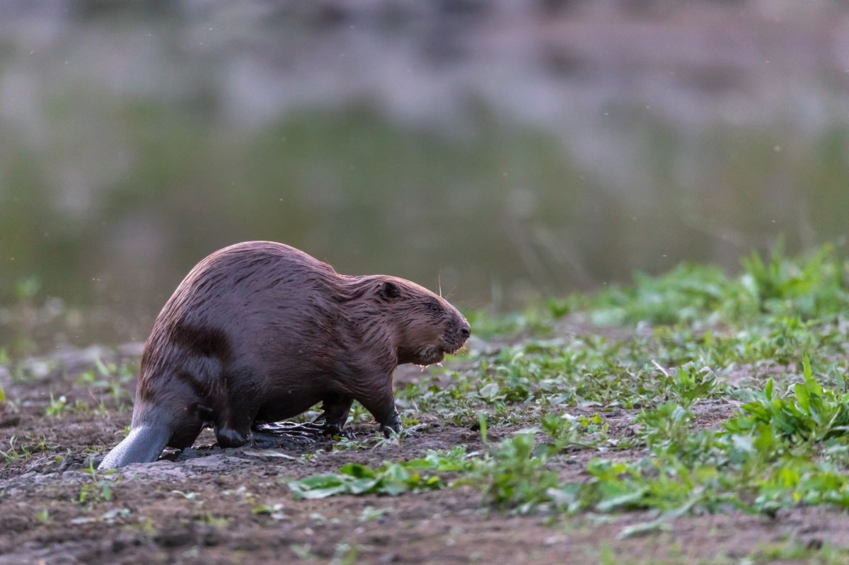 Beaver on the riverbank, © Jürgen Borris