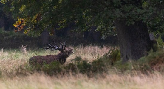 suedheide_hirschbrunft_rotwild_herbst_ccbysa_tl_20210923-3, © Lüneburger Heide GmbH
