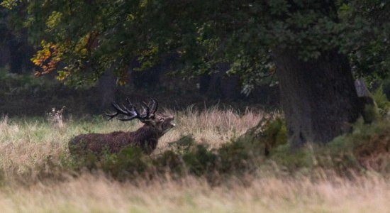 suedheide_hirschbrunft_rotwild_herbst_ccbysa_tl_20210923-3, © Lüneburger Heide GmbH