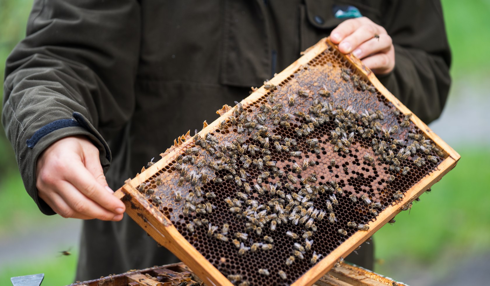 Drawer with bees and honey, © TourismusMarketing Niedersachsen GmbH 