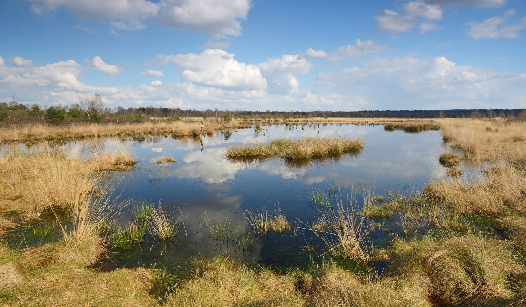 Moor, © Internationaler Naturpark Moor / E. Nerger