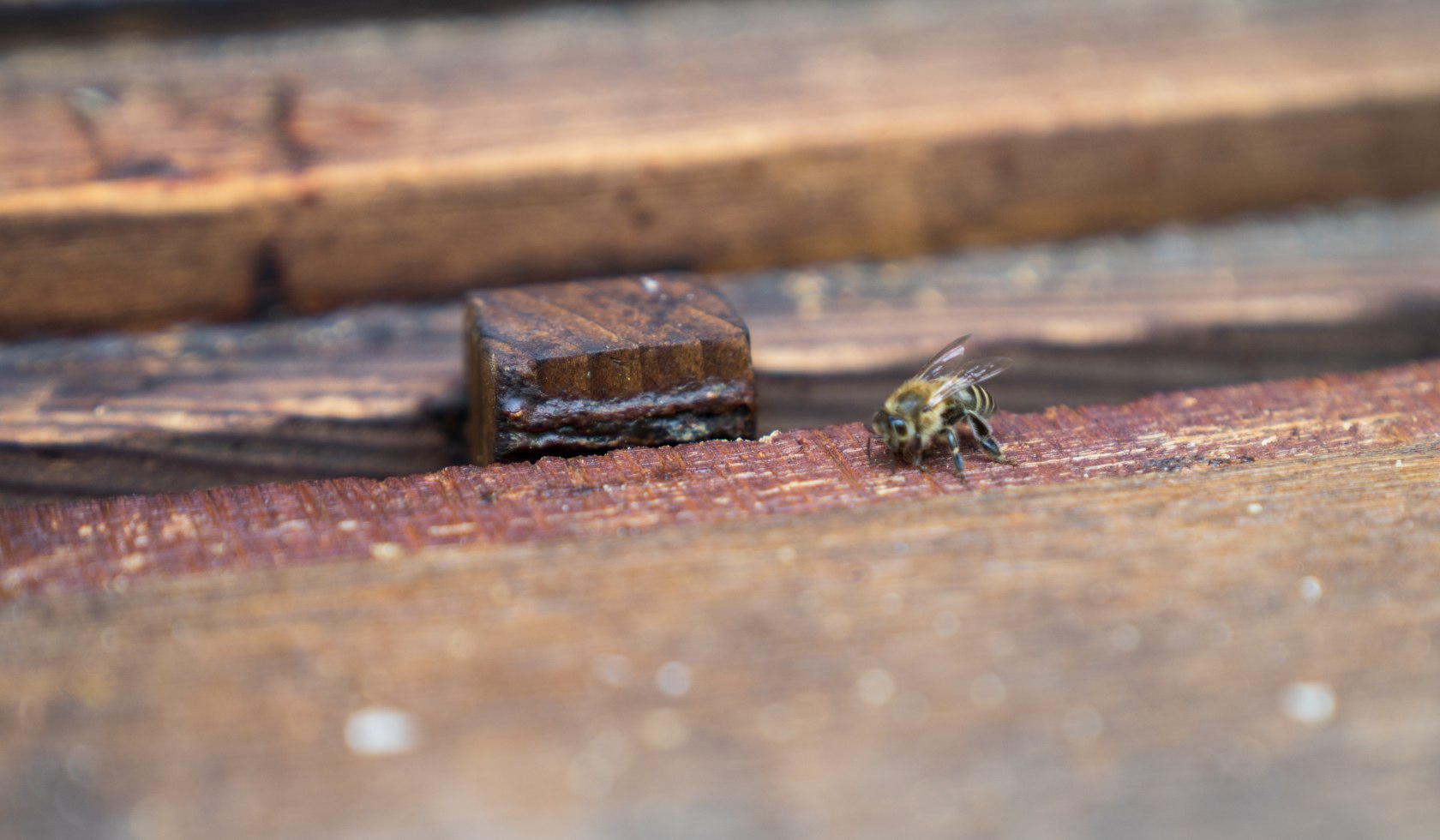 Close-up of a bee in the hive in the French garden of Celle, © TourismusMarketing Niedersachsen GmbH 