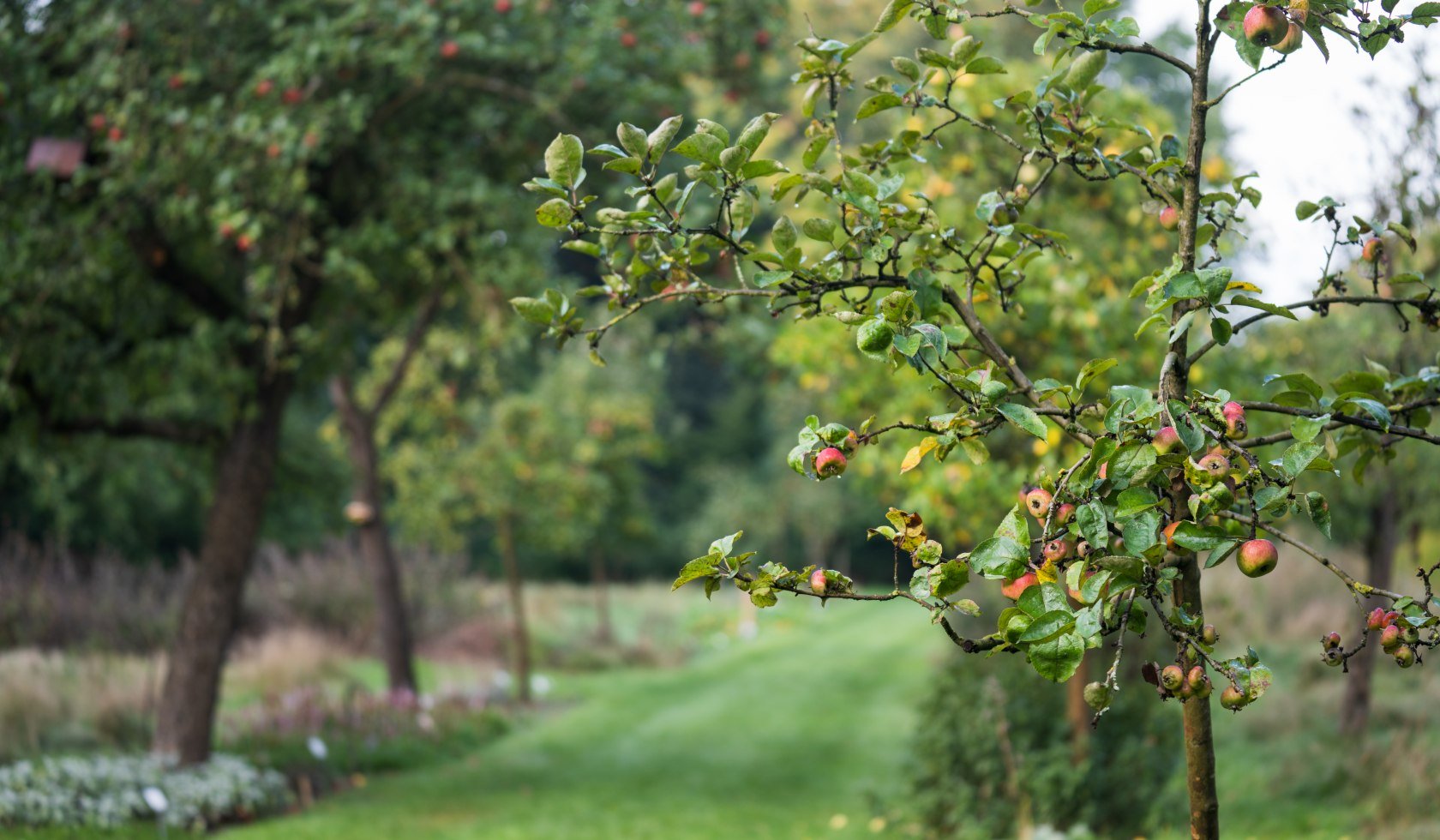 French garden Celle, © TourismusMarketing Niedersachsen GmbH 