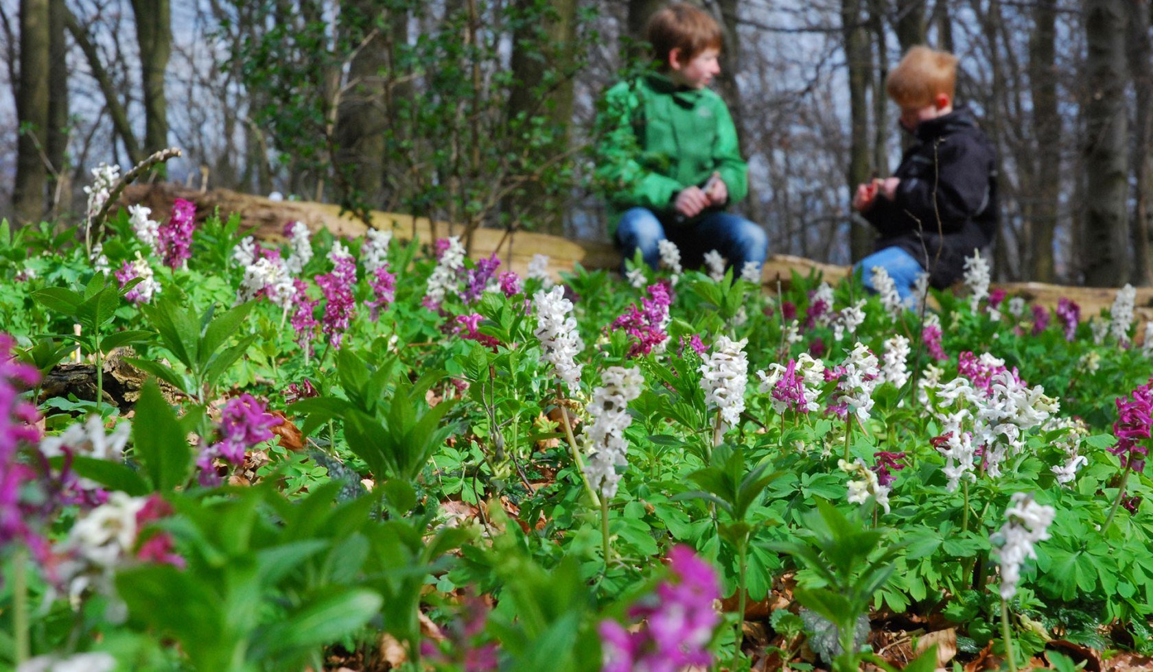 Die Lerchenspornblüte, © Natur- und Geopark TERRA.vita