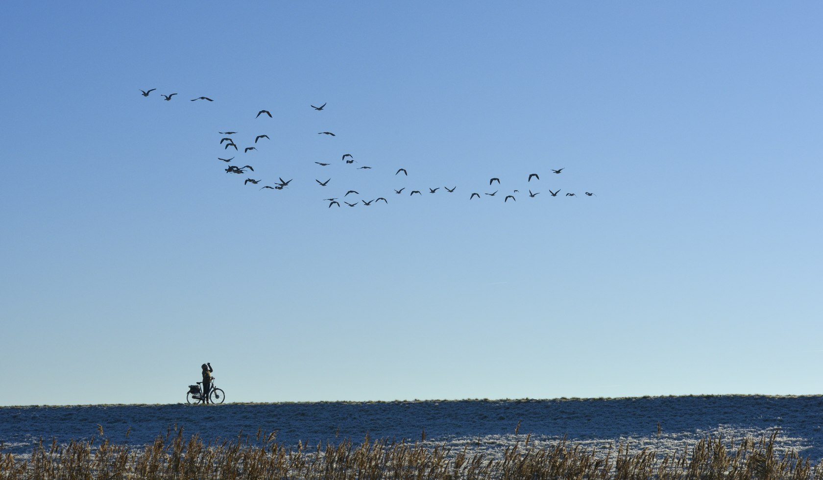 Wild geese at East Frisia, © TMN / Dieter Schinner