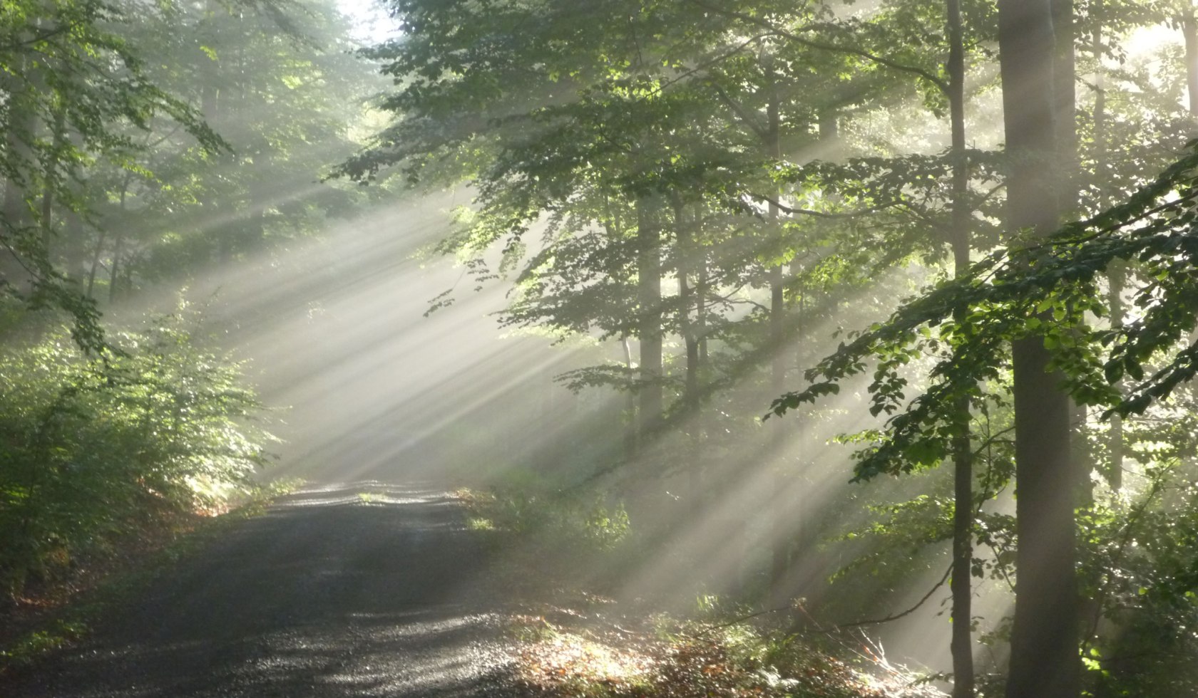 fog and sun, © Naturpark Münden / Sibylle Susat