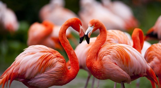 Kubaflamingo, © Weltvogelpark Walsrode