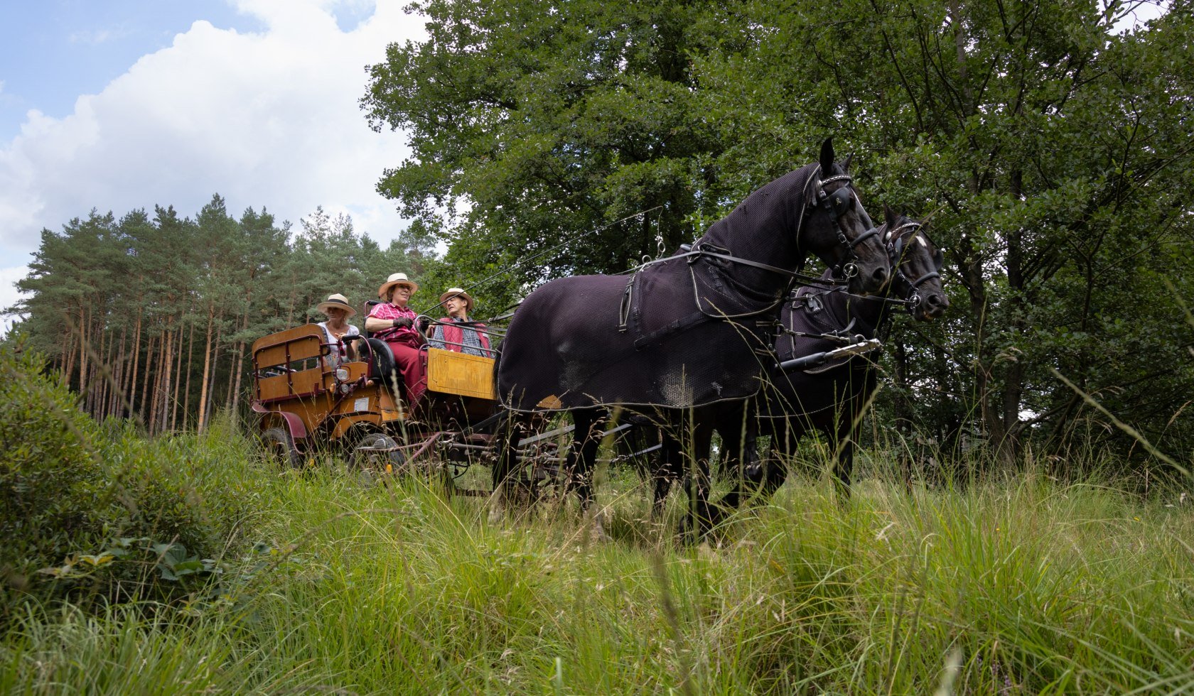 kutschfahrt_traumzeithof-wasserwelten_ccbysa_tl_20190808_37, © Lüneburger Heide GmbH