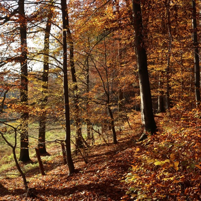 Herbst im Waltersbachtal, © GeTour GmbH