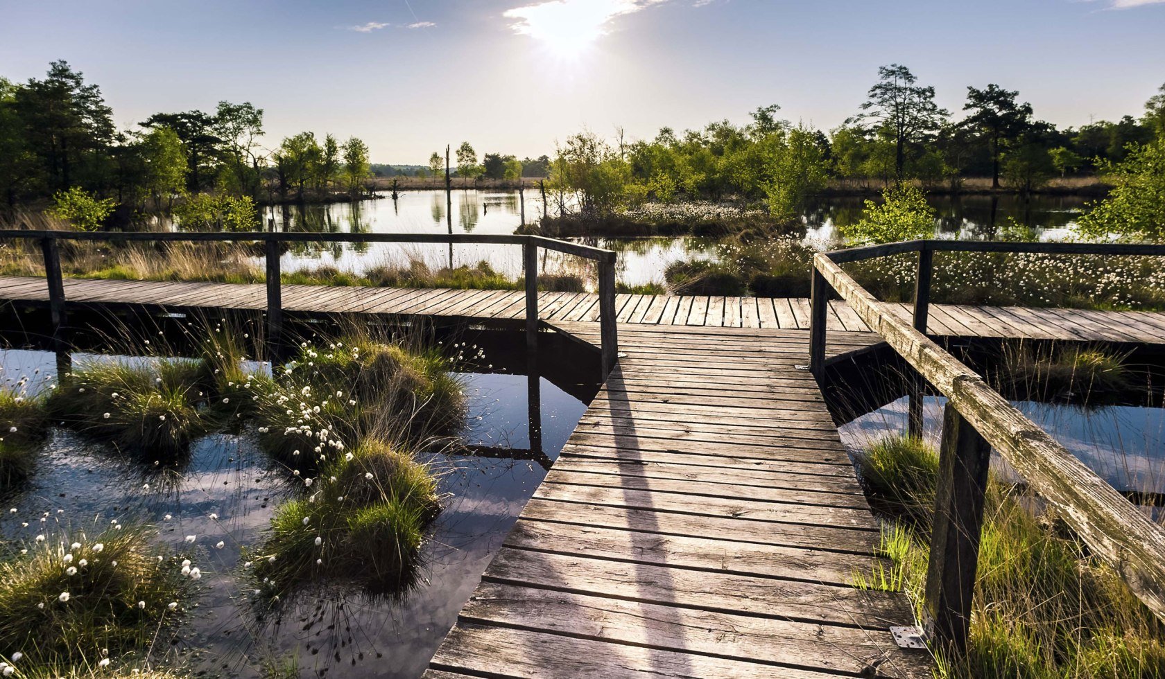 View over wooden footbridge in the Pietzmoor to the cotton grass blossom, © Lüneburger Heide GmbH/ Markus Tiemann