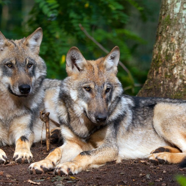two wolves in Wolfcenter Dörverden, © www.wolfcenter.de