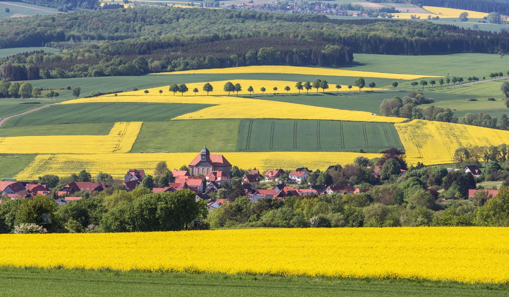 Canola Field, © Naturpark Münden / Ralf König