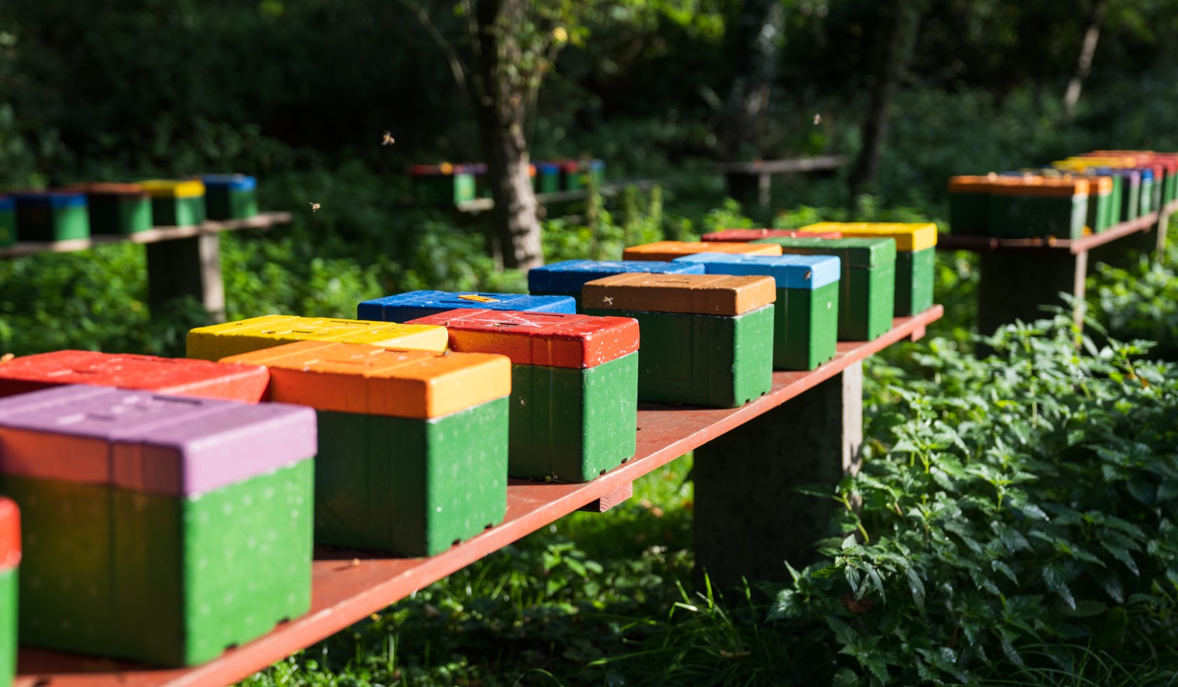 colourful beehives in the French garden Celle, © TourismusMarketing Niedersachsen GmbH 