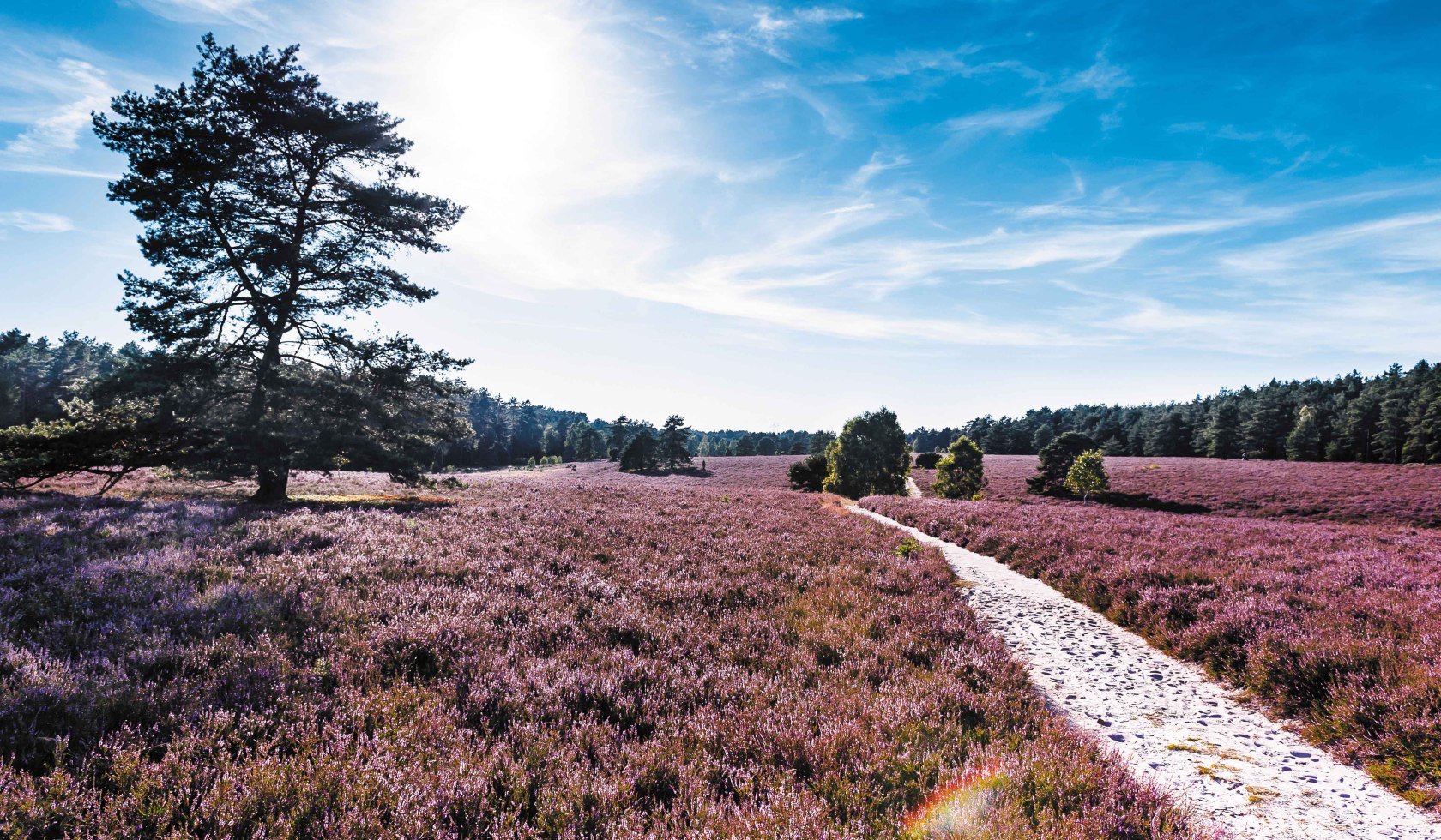 View of the Misselhorn Heath, © Lüneburger Heide GmbH