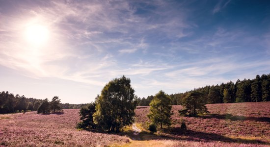 Misselhorner Heide, © Lüneburger Heide GmbH / Markus Tiemann