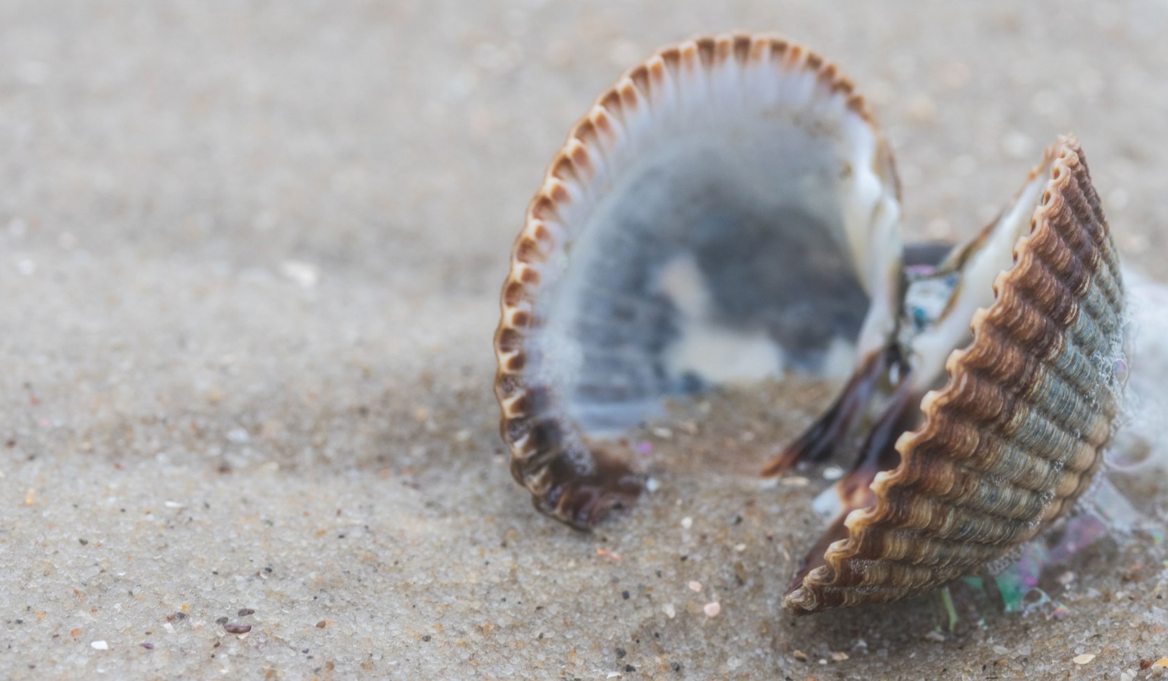 a cockle, © AdobeStock_186299313