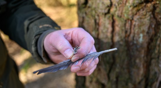 Hermannsburg_Clywd_Owen_Bushcraft_Faehrtensuchen_CC0_Karjetta_20250319_3, © Lüneburger Heide GmbH/Dennis Karjetta