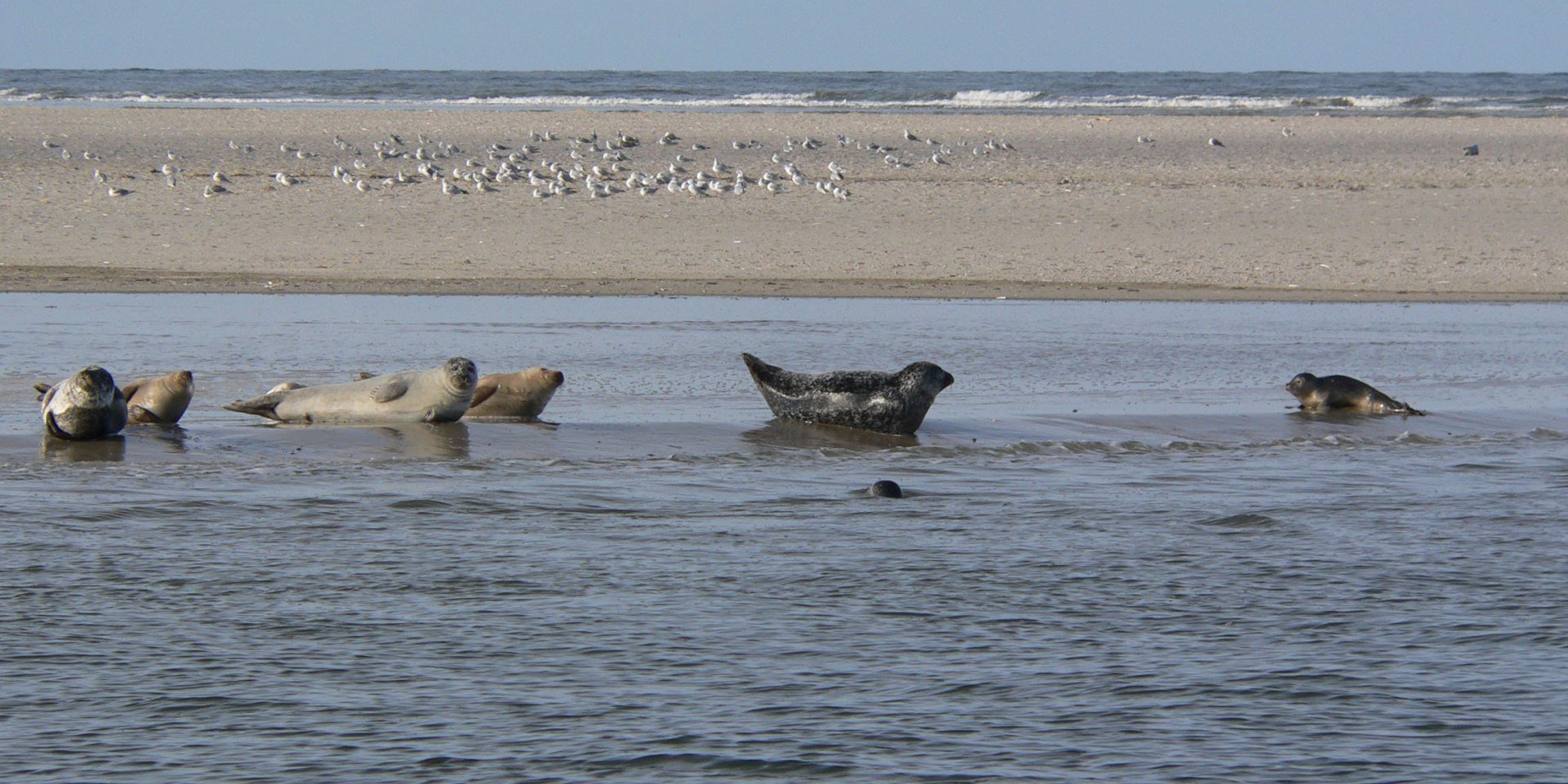 Seals at the Wadden Sea, © Nationalparkverwaltung Niedersächsisches Wattenmeer / Nationalpark-Haus Wittbülten