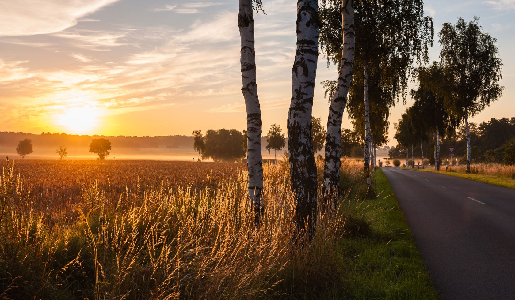 View into a sunset over cereal fields and birch avenue in the Uelzener basin, © Lüneburger Heide GmbH/ Markus Tiemann