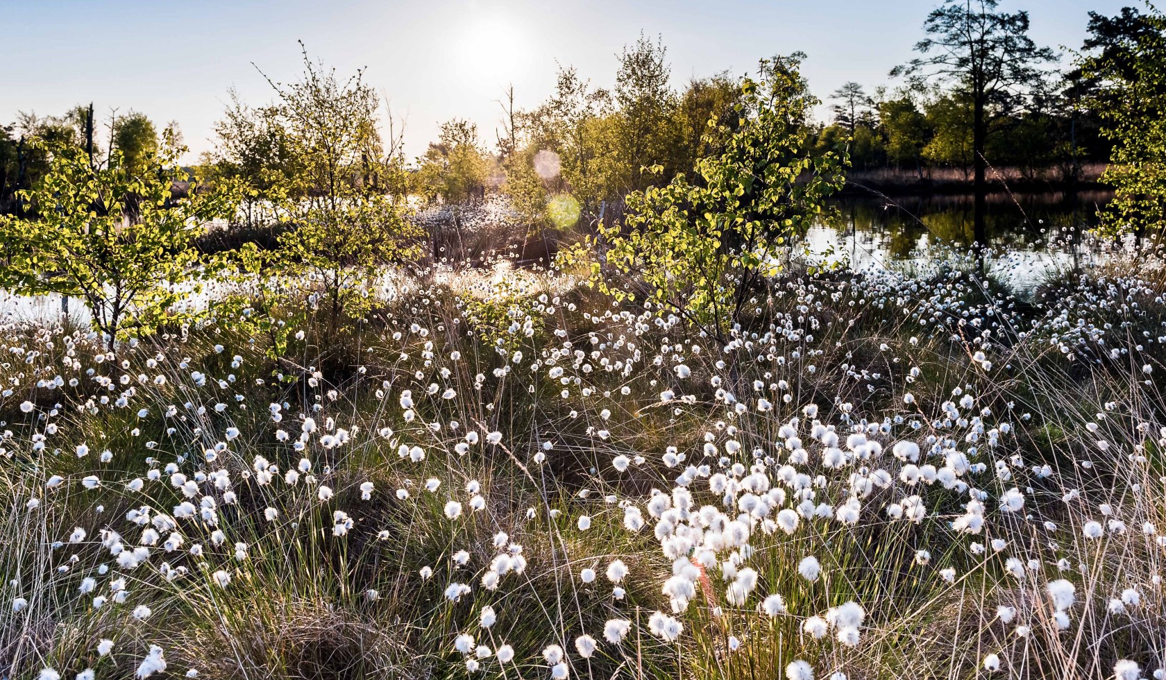 Wollgras Blossom in the Pietzmoor, © Lüneburger Heide GmbH / Markus Tiemann